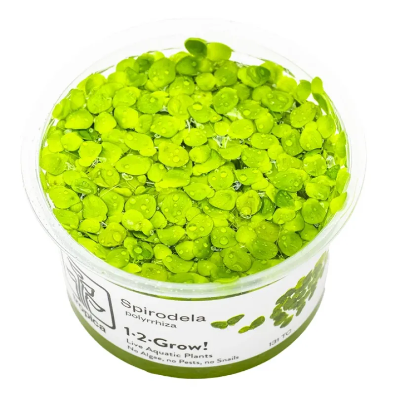 Preview: Vielwurzelige Teichlinse - Spirodela polyrhiza
